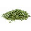 Microplane Herb Grinder and Leaf Stripper Seasoning Herb Mill (Stainless Steel)(Green)